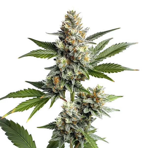 OG Kush Regular Seeds