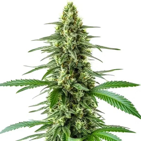 OG Kush x Amnesia Seeds