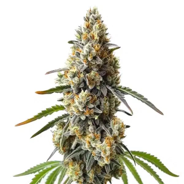OG Kush x Diesel Seeds
