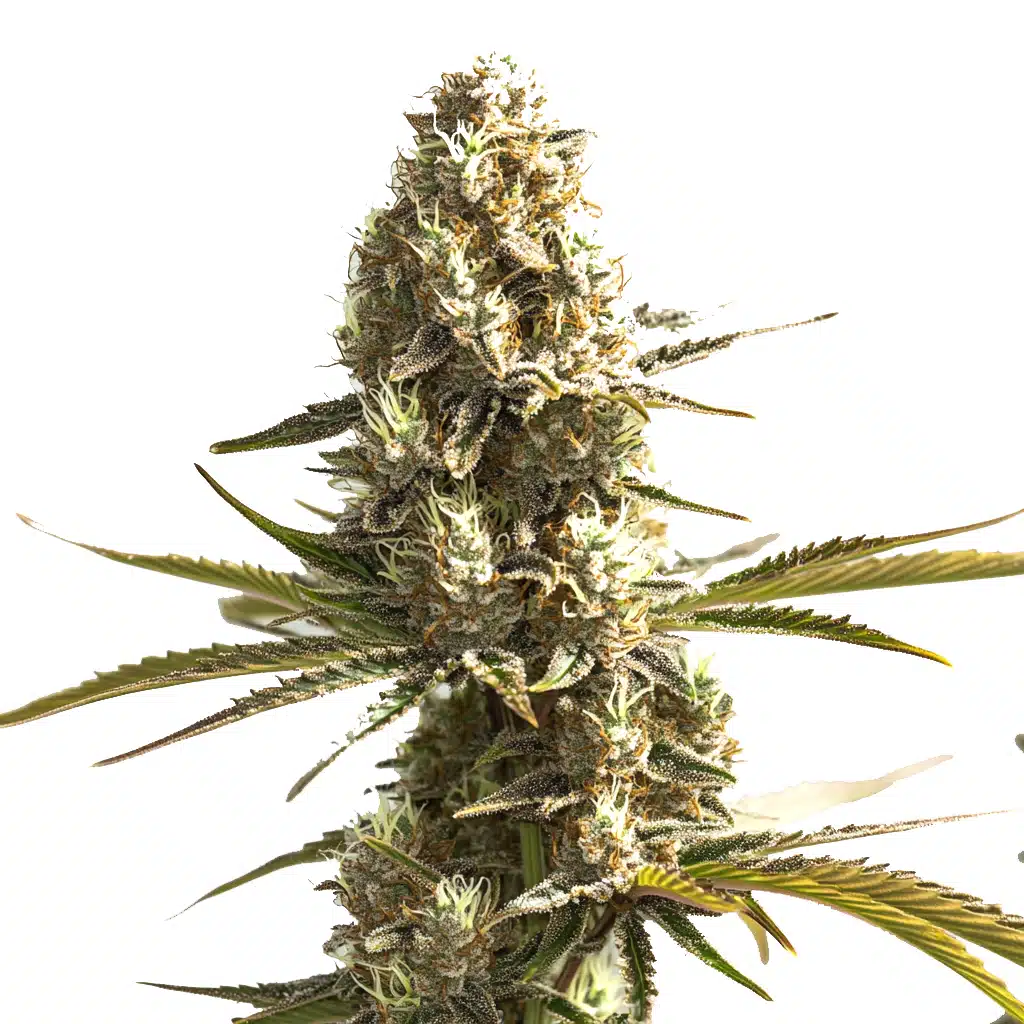 OG Kush x Hash Plant Seeds