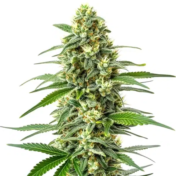OG Kush x Mazar Seeds