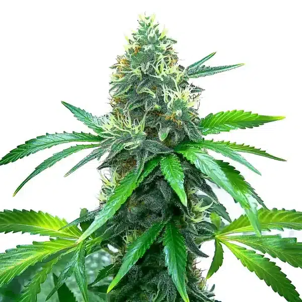 OG Kush Seeds