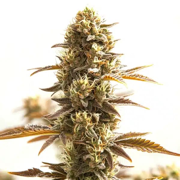 Orange Bud Seeds
