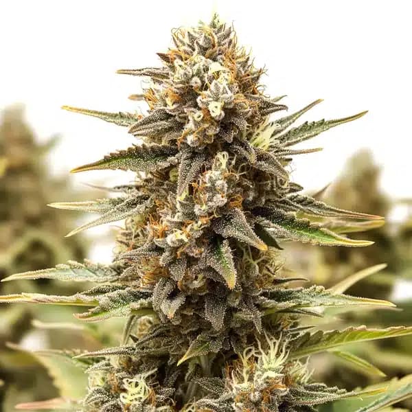 Orange Cake Seeds