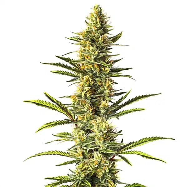 Orange Cream Seeds