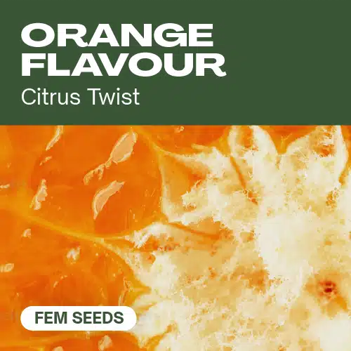 Orange Flavour Seeds