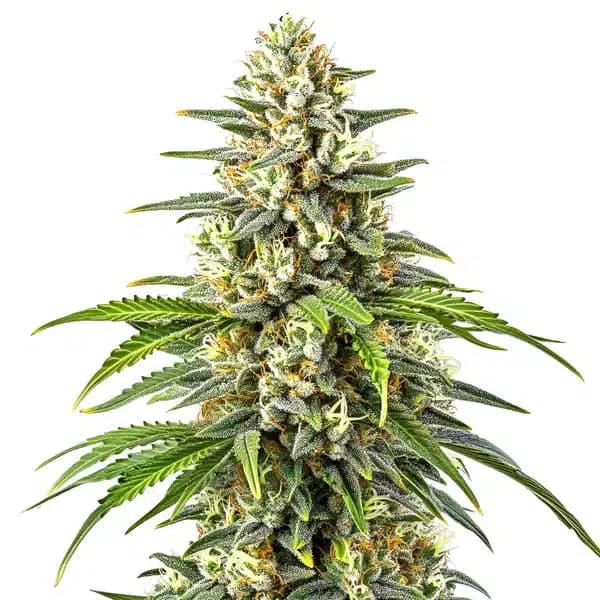 Orange Kush Seeds