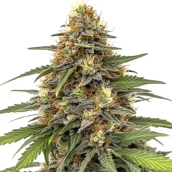Orange Sherbet Seeds