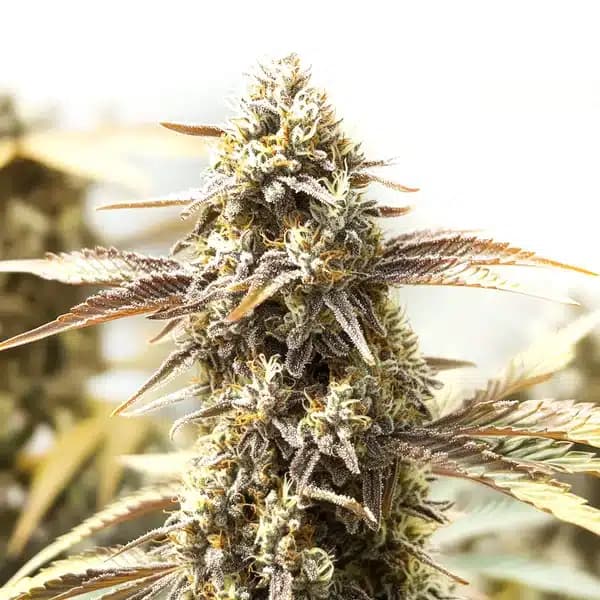 Orange Velvet x Cinderella 99 Seeds