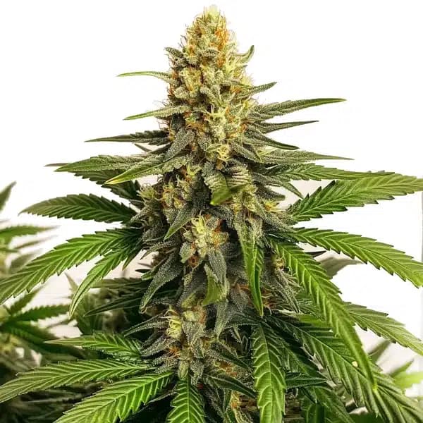 Orange Velvet x Cinderella 99 Regular Seeds