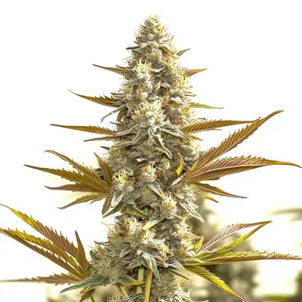 Oregon Peach Seeds