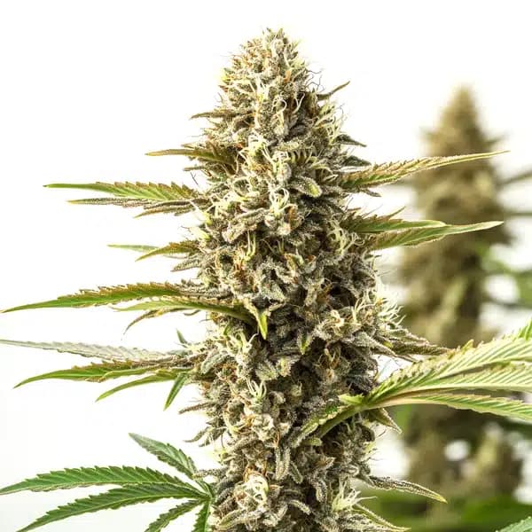 Orient Auto Seeds