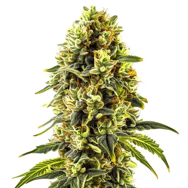 Original Cheese Seeds