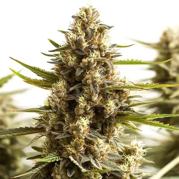 Original Clon Seeds