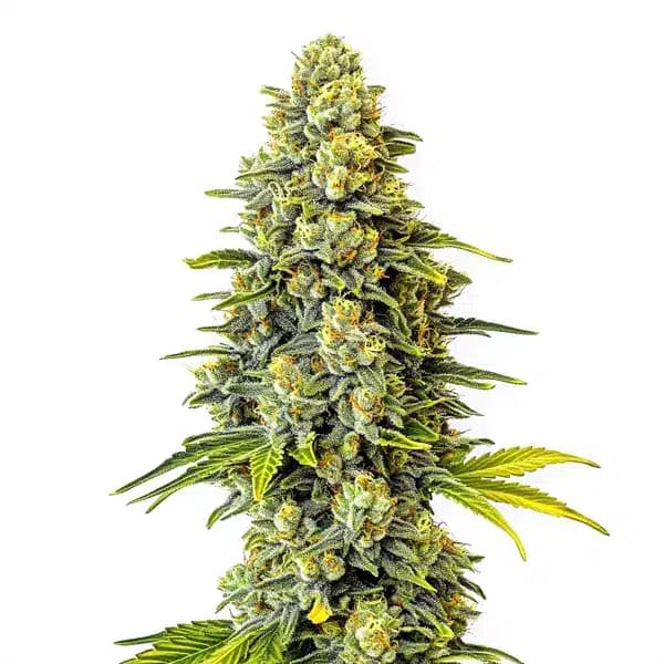Original Glue Seeds