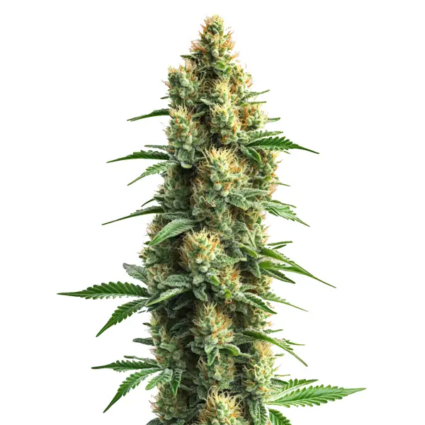 Orka Seeds
