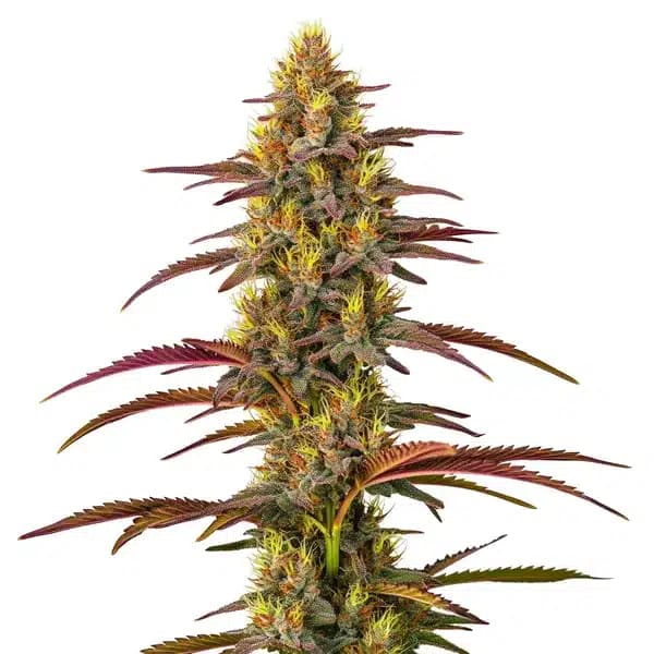 Panama Seeds