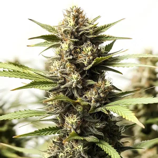 Papas Candy Regular Seeds