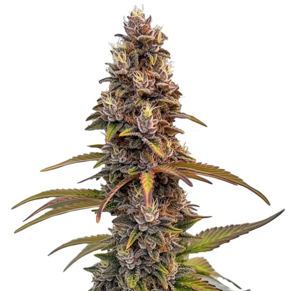 Peachez Seeds
