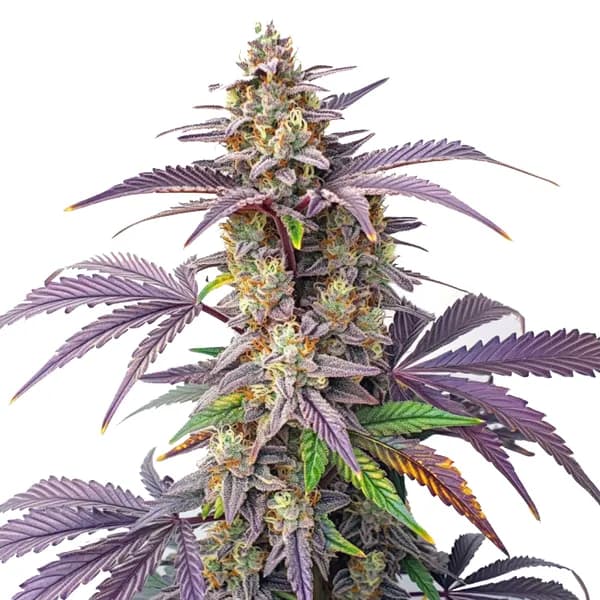 Peanut Butter Breath Seeds