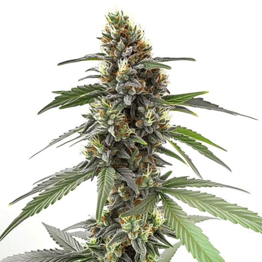 Permanent Marker Cannabis Extraction Seeds