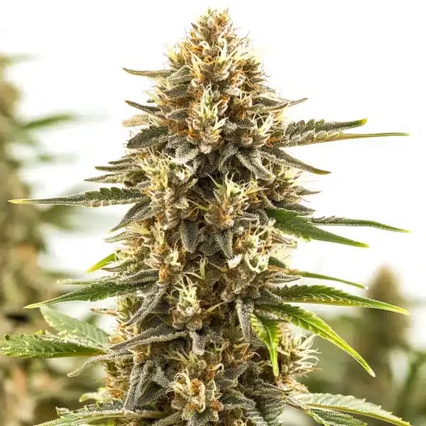 Pineapple Kush Regular Seeds