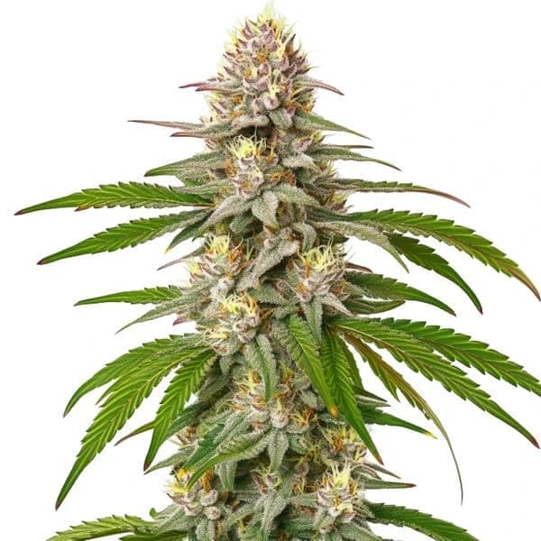 Pineapple Express Seeds