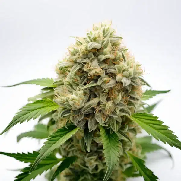 Pineapple Fruz Seeds