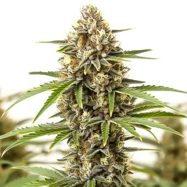 Pineapple Haze Seeds