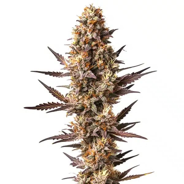 Pineapple Kush Seeds