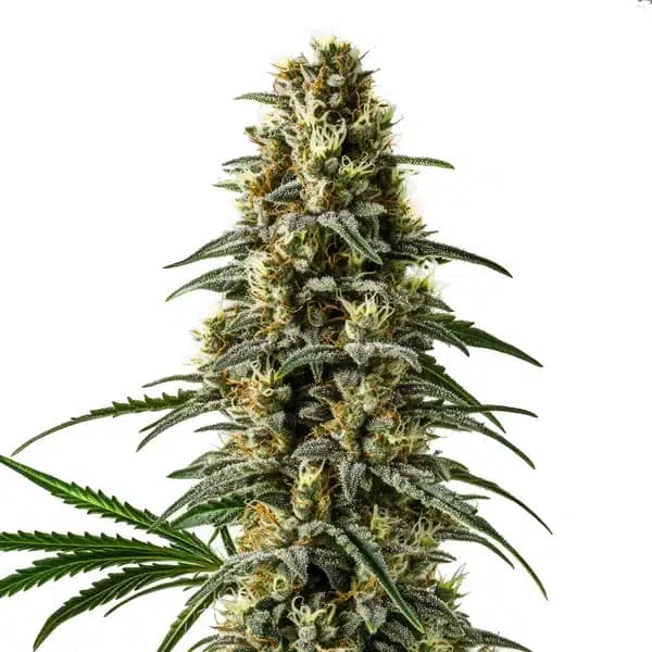 Pineapple Skunk Regular Seeds