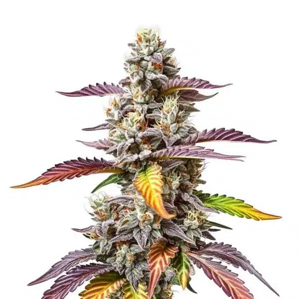 Pink Gorilla Seeds