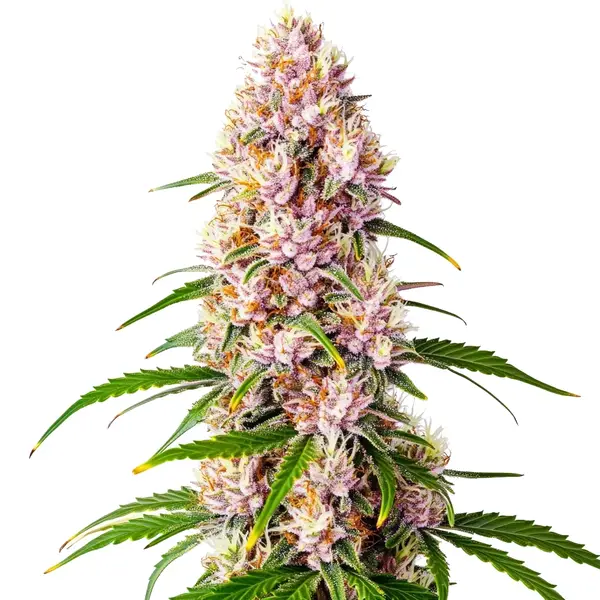 Pink Plant Seeds