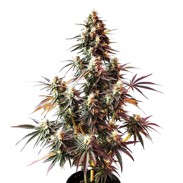 Pink Rozay Auto Seeds