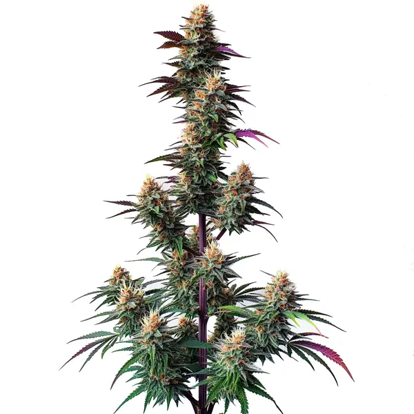 Pink Runtz Autoflower Seeds