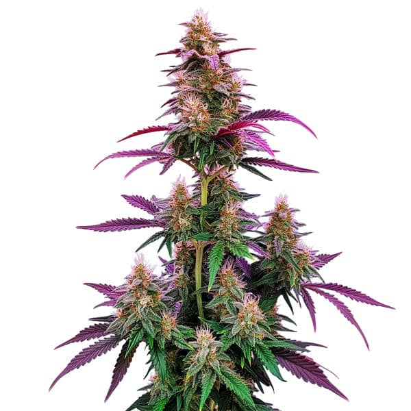 Pink Runtz Seeds