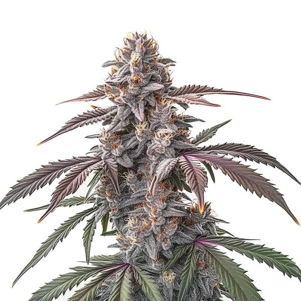 Pinkman Goo Seeds