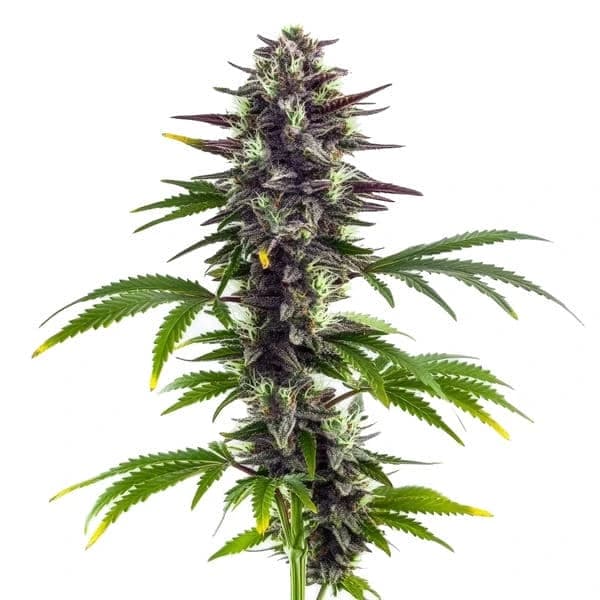 Bubba Platinum Seeds