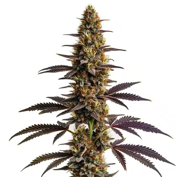 Platinum Cookies Seeds