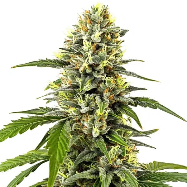 Platinum OG Seeds