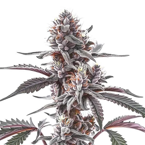 Plushberry Auto Seeds