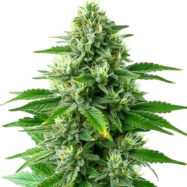 POG Seeds