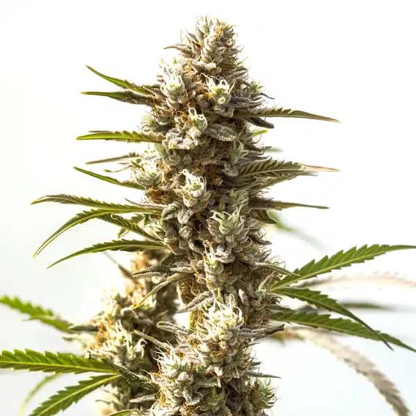 Power Plant Seeds