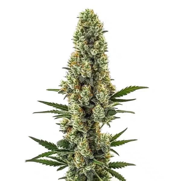 Powerplant Fast Version Seeds
