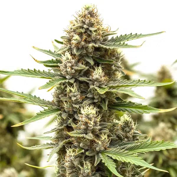 Presidential OG Seeds