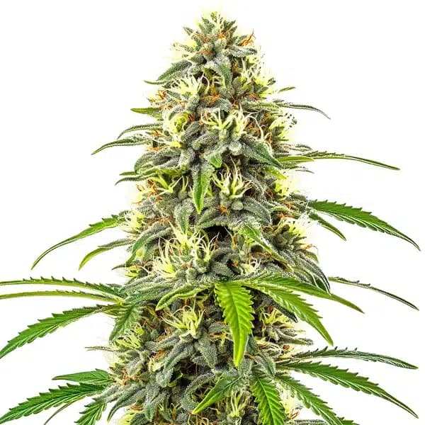 Pure Haze Seeds