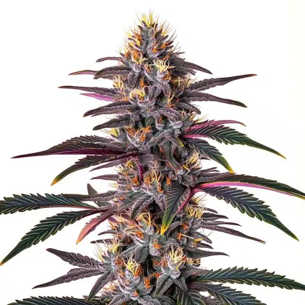 Pure Indica Seeds