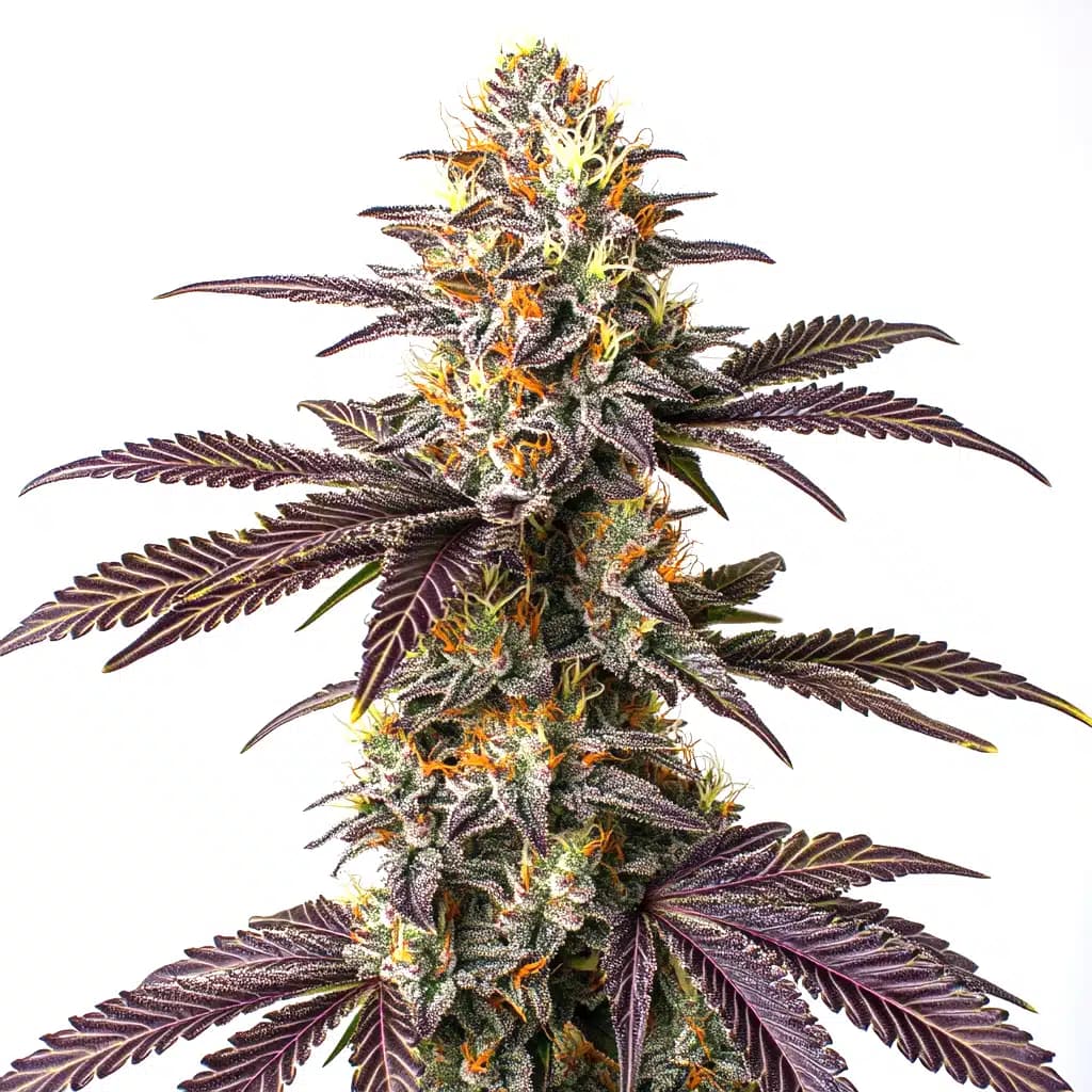 Purple Cookie Kush Seeds