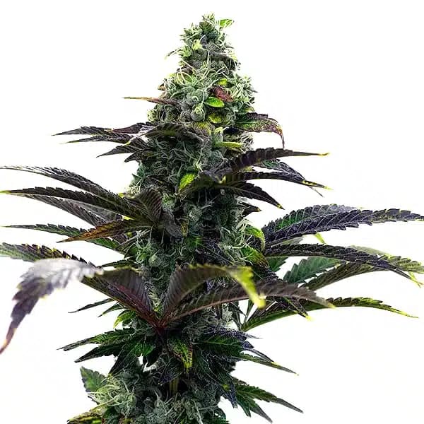 Purple Gelato Auto Seeds