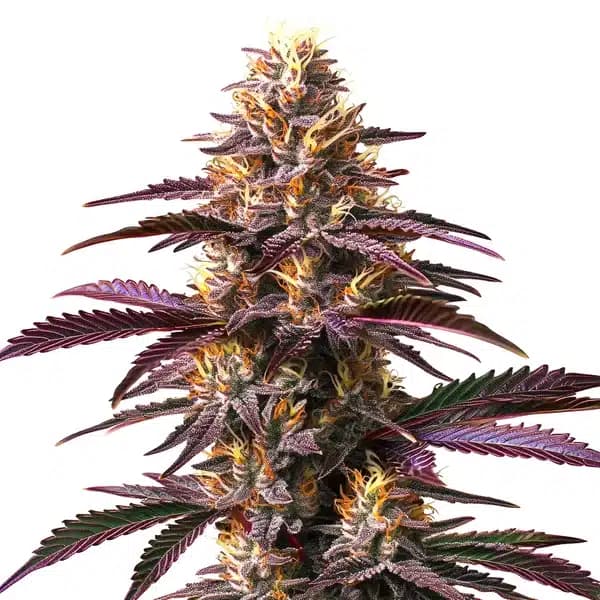 Purple Gelato Seeds